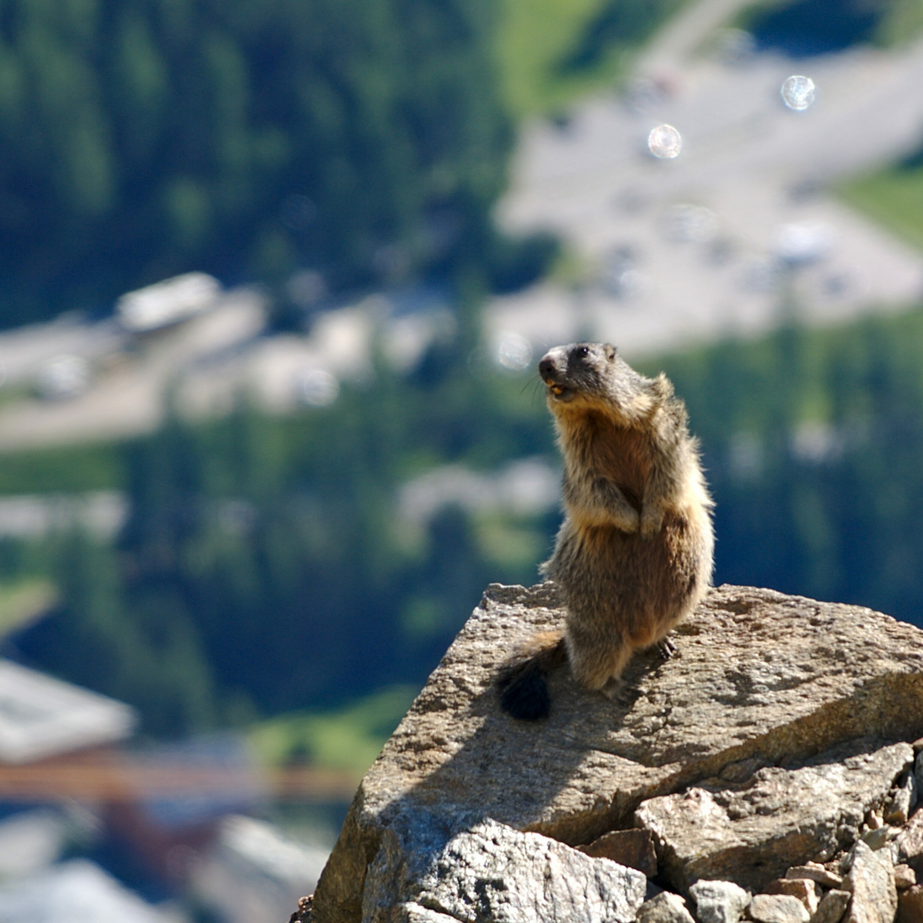 le printemps dans les alpes suisses