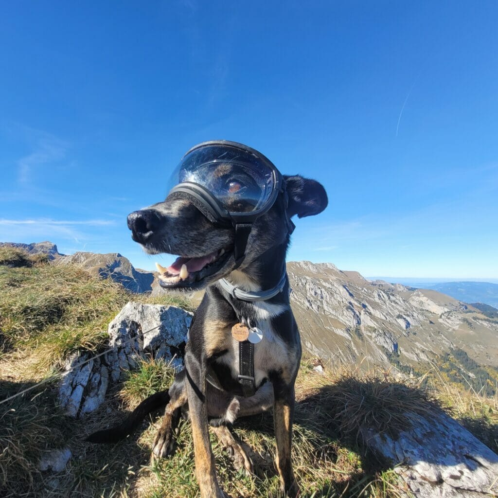 Winchy with his sunglasses