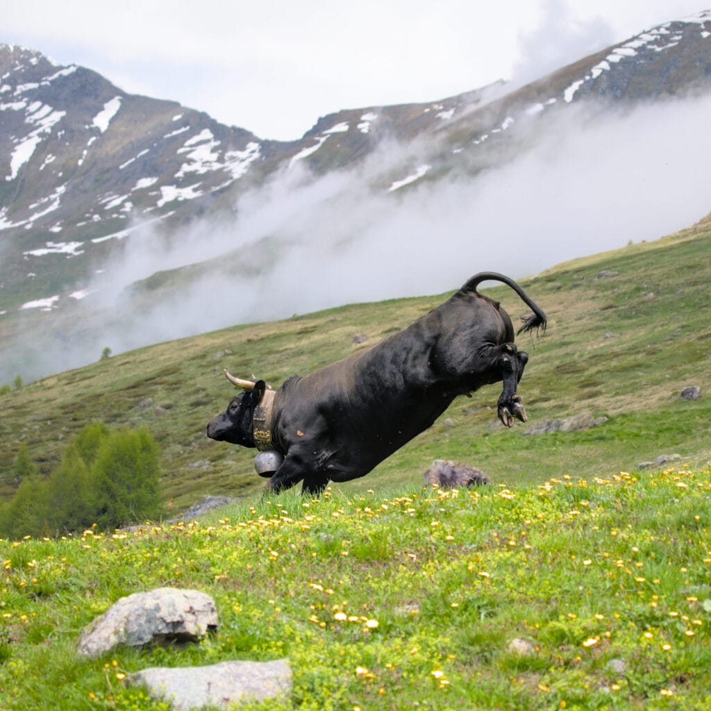 spring season at Alpiness coliving